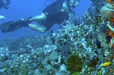 Puerto Vallarta Certified Scuba Diving cruise excursion